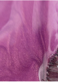 Obsession Cat-Eye Magnetic